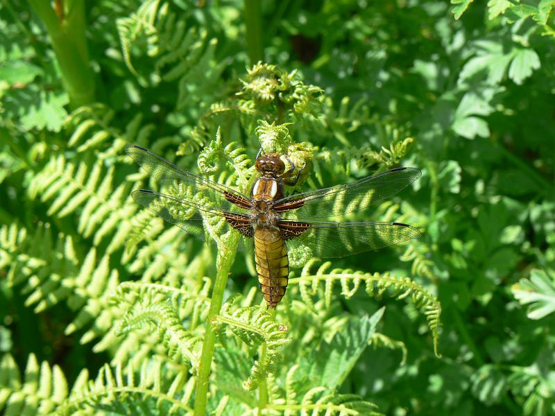 6 Four Spot Chaser.JPG - Broad Bodied Chaser